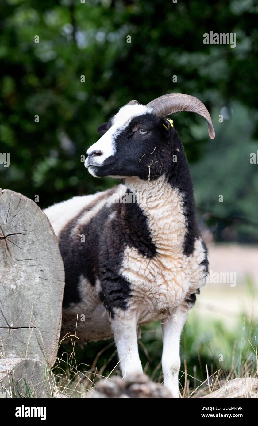 Una pecora Jacob cornuta si erge accanto a un tronco tagliato, guardando oltre la spalla su uno sfondo di bosco scuro. Foto Stock
