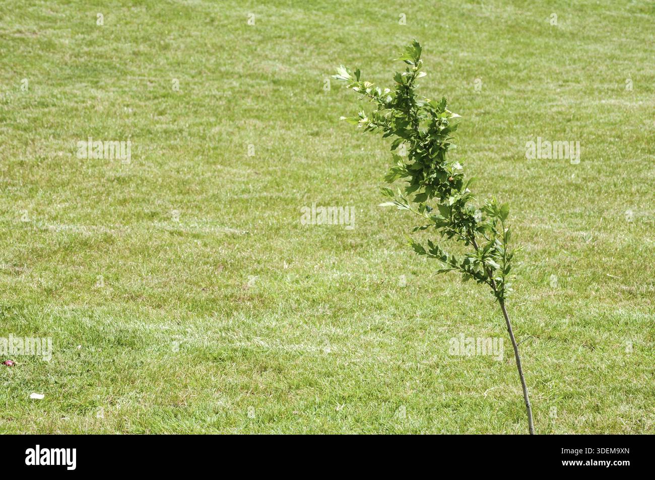 Alberelli piantati sul prato verde del parco come sfondo Foto Stock