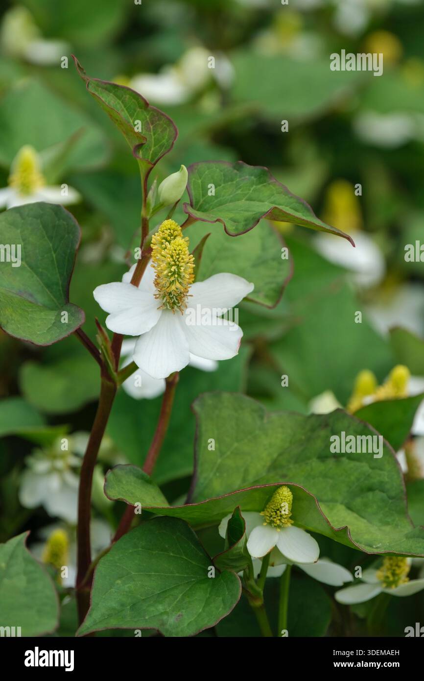 Houttuynia cordata, houttuynia lievitata al cuore, foglie blu-verdi opache, piccoli fiori giallastri su punte, ognuna circondata da quattro petali Foto Stock