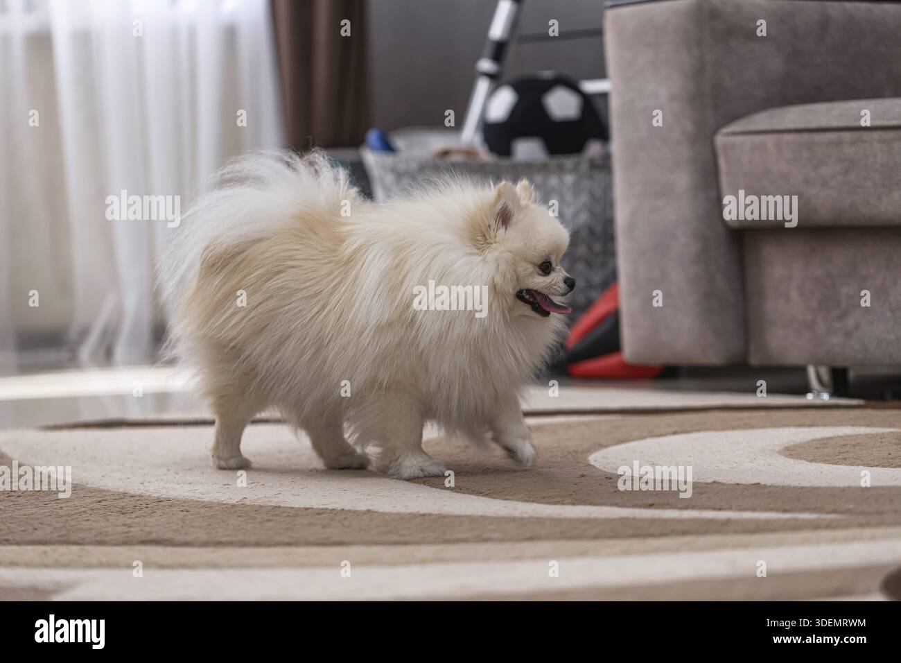 Buon cane Spitz della Pomerania a casa. Il cane ha un cappotto spesso, lungo e bianco Foto Stock