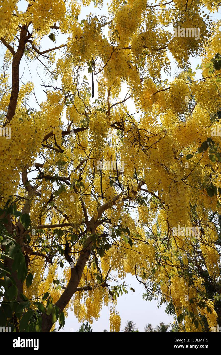 Un albero indiano Laburnum Golden Shower è in piena e maestosa fioritura in Thailandia Foto Stock