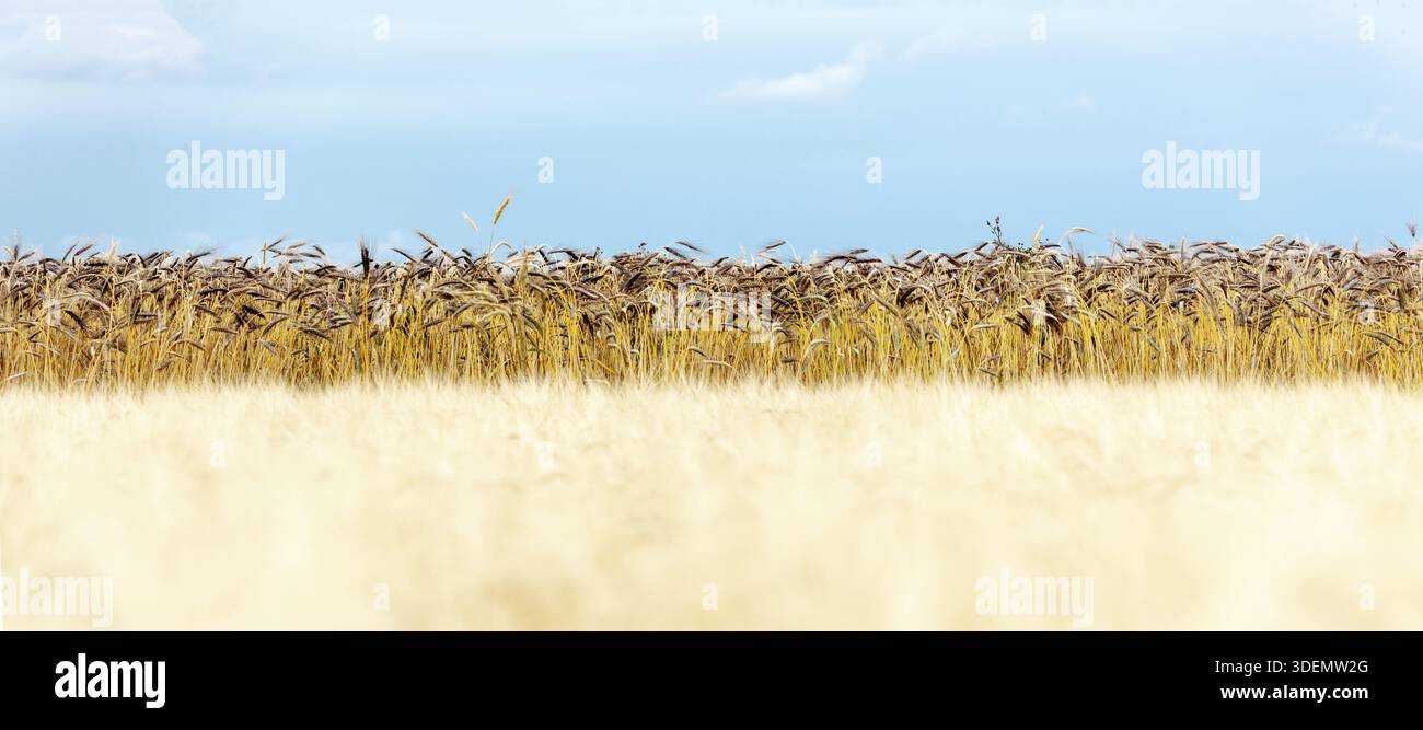 Punte di grano nero emmer, antico grano egiziano crescente. Bandiera panoramica di grano nero Emmer (Triticum dicoccon var. Atratum) campo di grano giallo Foto Stock