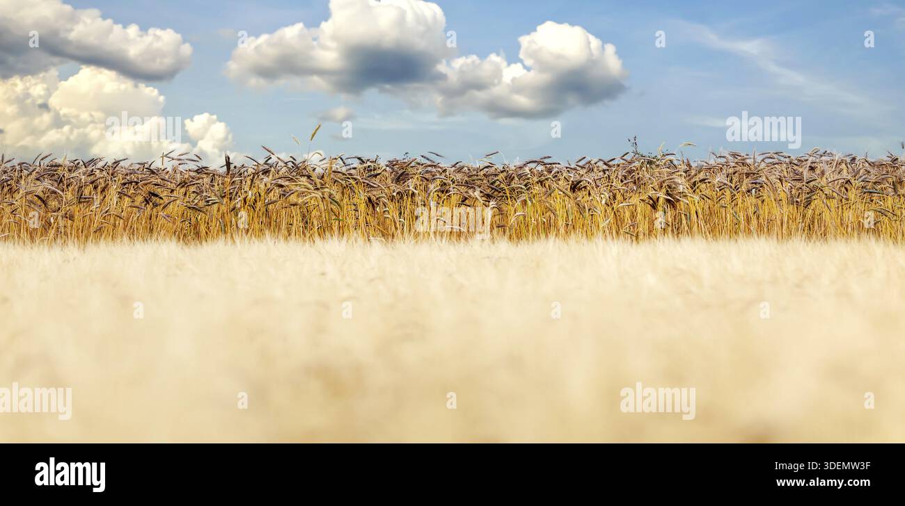 Striscione Web di frumento farro nero, coltivazione di grano egiziano antico. Frumento nero Emmer (Triticum dicoccon var. atratum) campo di grano e cielo. Antico Egitto Foto Stock