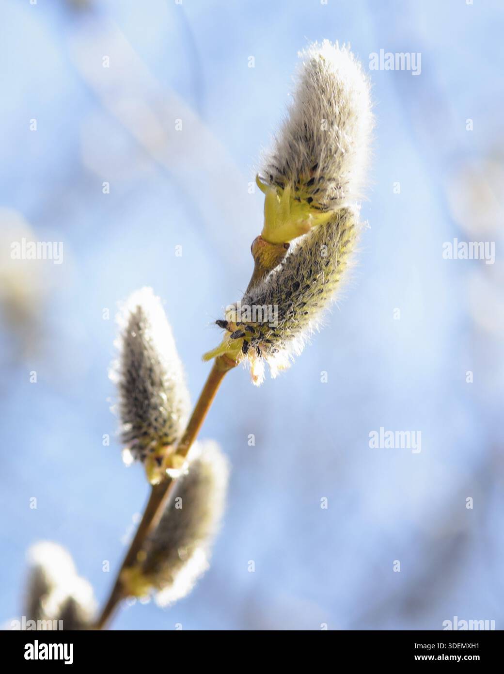 Ramo di Willow con gemme in erba in primo piano contro il cielo blu Foto Stock