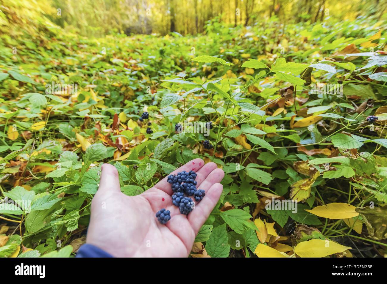 Le bacche di more selvatiche mature raccolte nella foresta autunnale si trovano sulla palma sullo sfondo della foresta autunnale Foto Stock