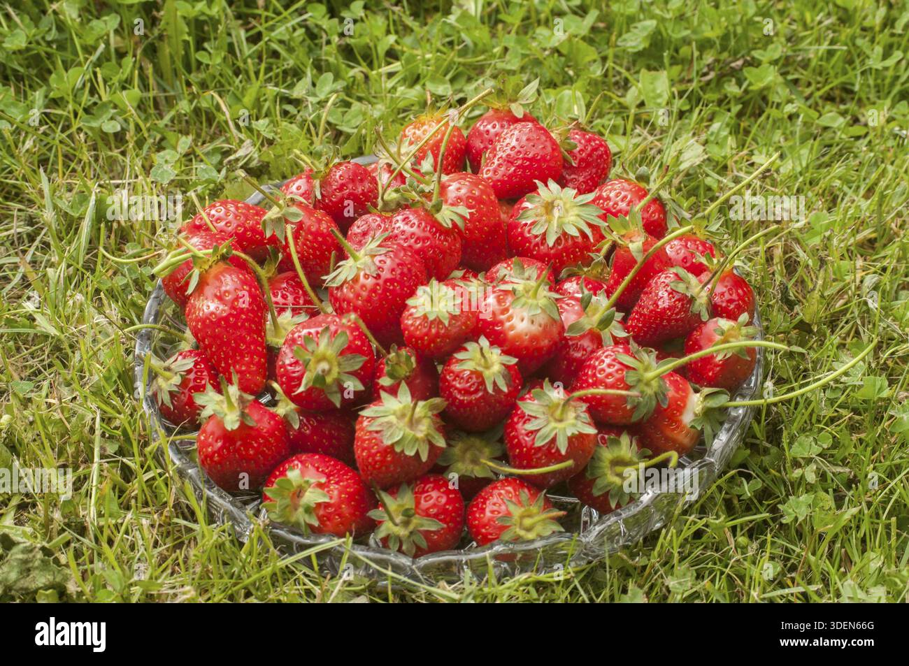Ciotola in vetro di fragole biologiche raccolte sul prato verde Foto Stock