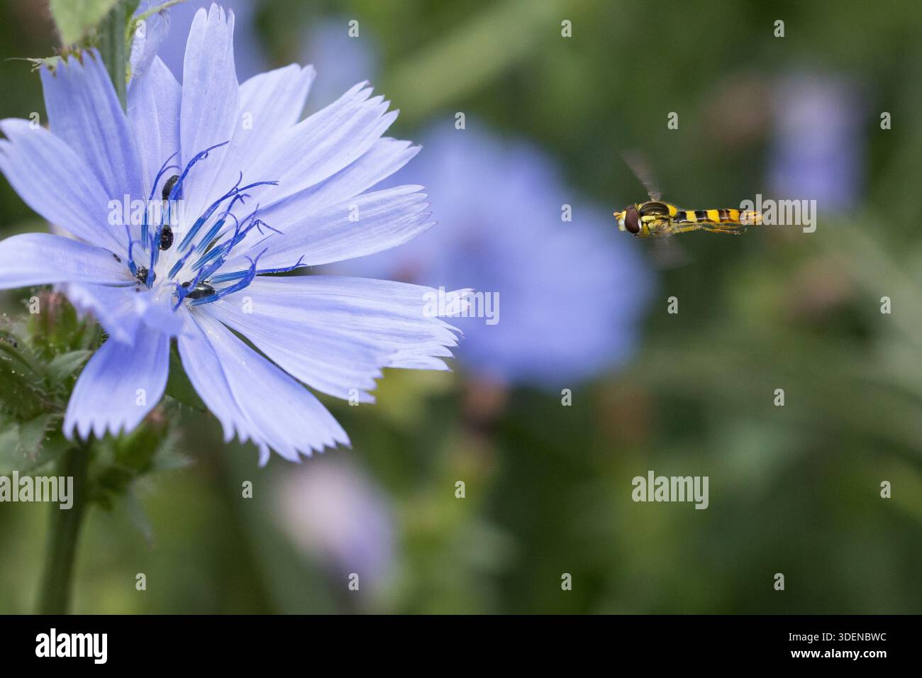 Gewöhnliche Langbauchschwebfliege, Blütenbesuch, Nektarsuche, Stift-Schwebfliege, Stiftschwebfliege, Langbauch-Schwebfliege, Schwebfliege, Männchen im Foto Stock
