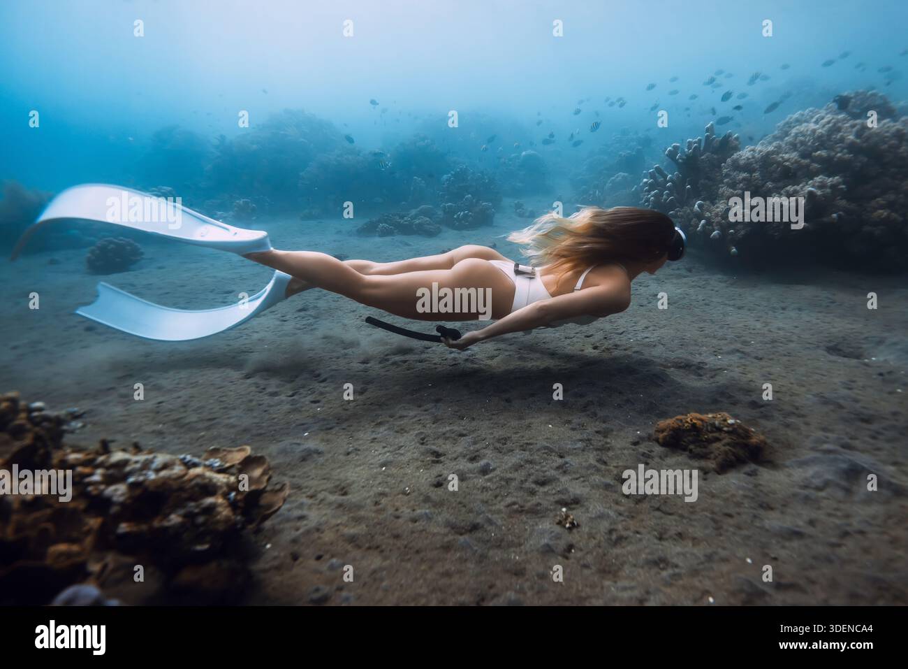Una donna attraente in un bagno bianco nuota sott'acqua vicino alla barriera corallina nell'oceano blu Foto Stock