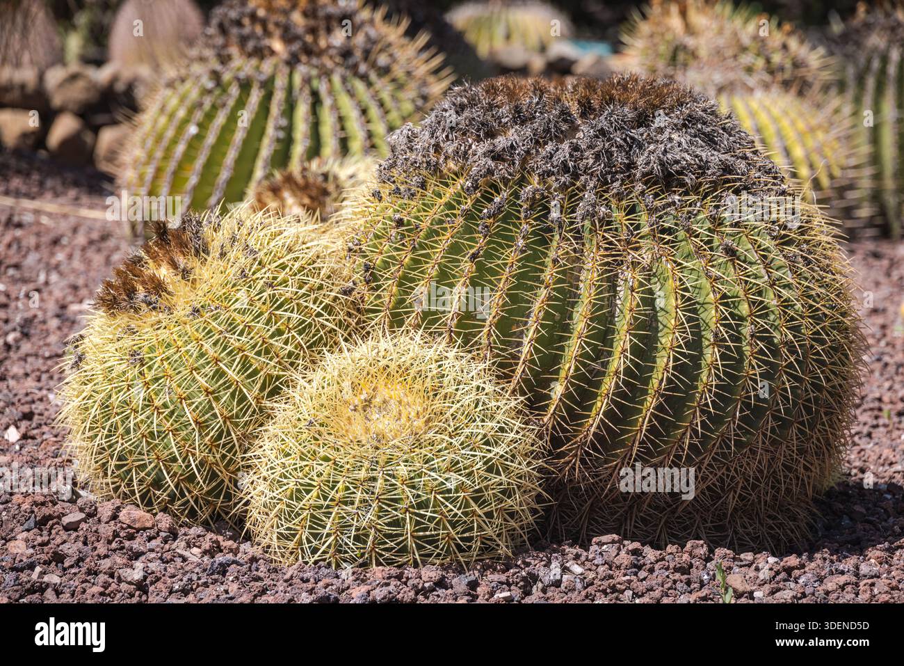 Echinocactus grusonii (Cactus a canna dorata) Foto Stock