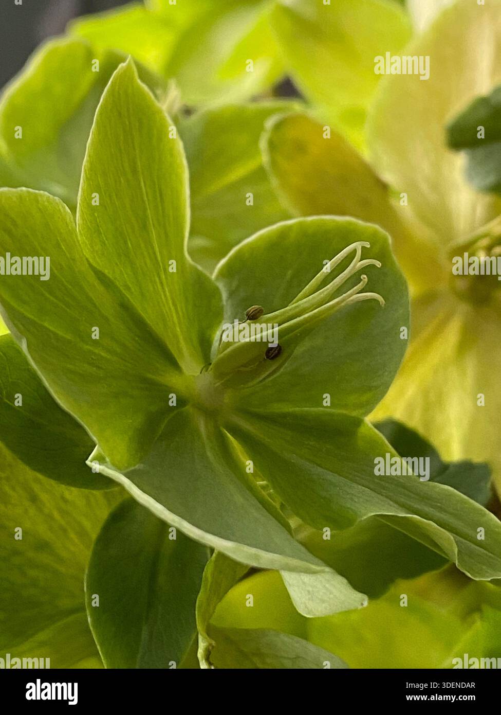 Primo piano di un fiorente fiore di Hellebore corso in piena fioritura con petali di ampia apertura che rivelano stigmi, pistole, anterie e filamenti - Immagine stock catturata con smartphone
