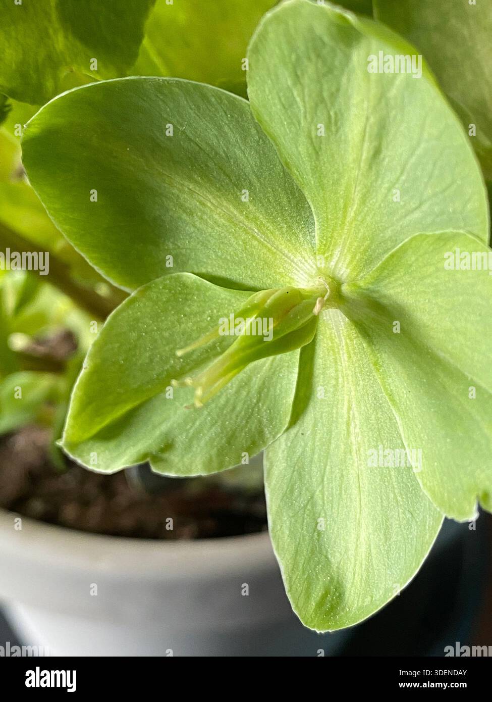 Primo piano di un fiorente fiore dell'Ellebore corso in piena fioritura con petali di ampia apertura che rivelano stigmi, pistole, etere e filamento, u - Immagine stock catturata con smartphone