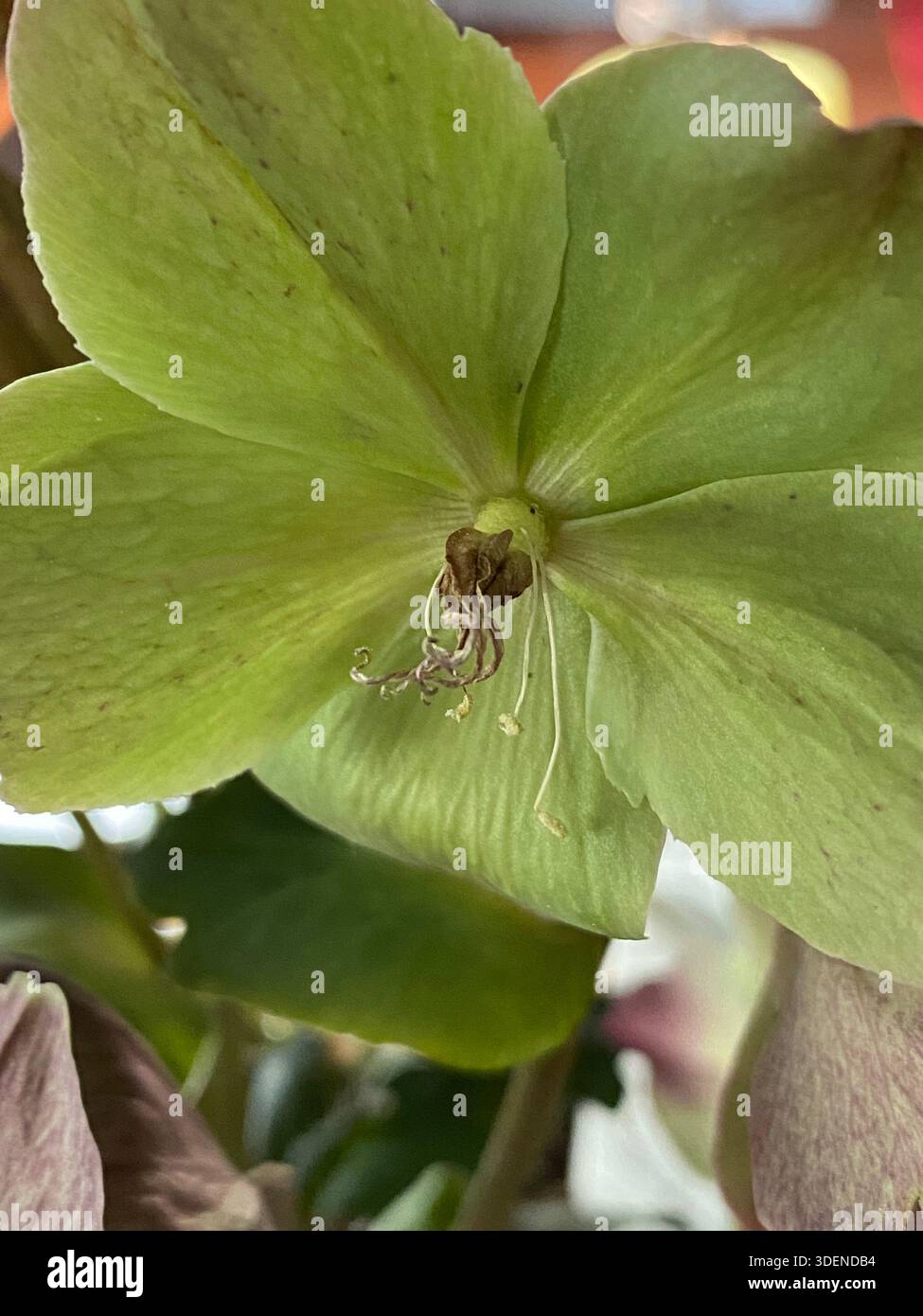 Primo piano di un galleggiante verde, corso Hellebore, che inizia a bruciare, con petali di ampia apertura che rivelano stigmi, pistole, etere e essiccazione del filamento - Immagine stock catturata con smartphone
