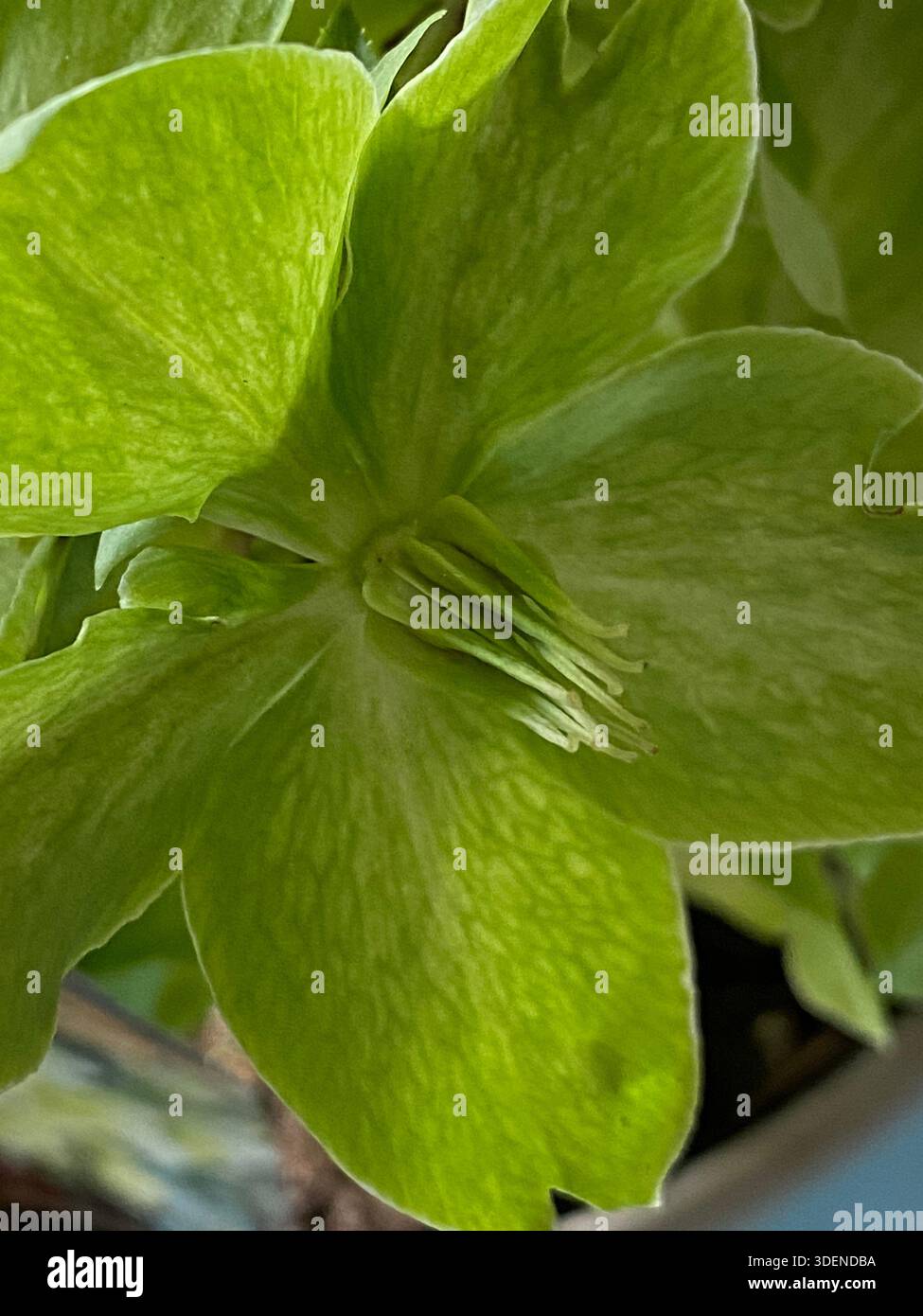 Primo piano di un fiorente fiore di Hellebore corso in piena fioritura con petali di ampia apertura che rivelano gli stigmi e i pistils, utilizzando foc selettivi - Immagine stock catturata con smartphone