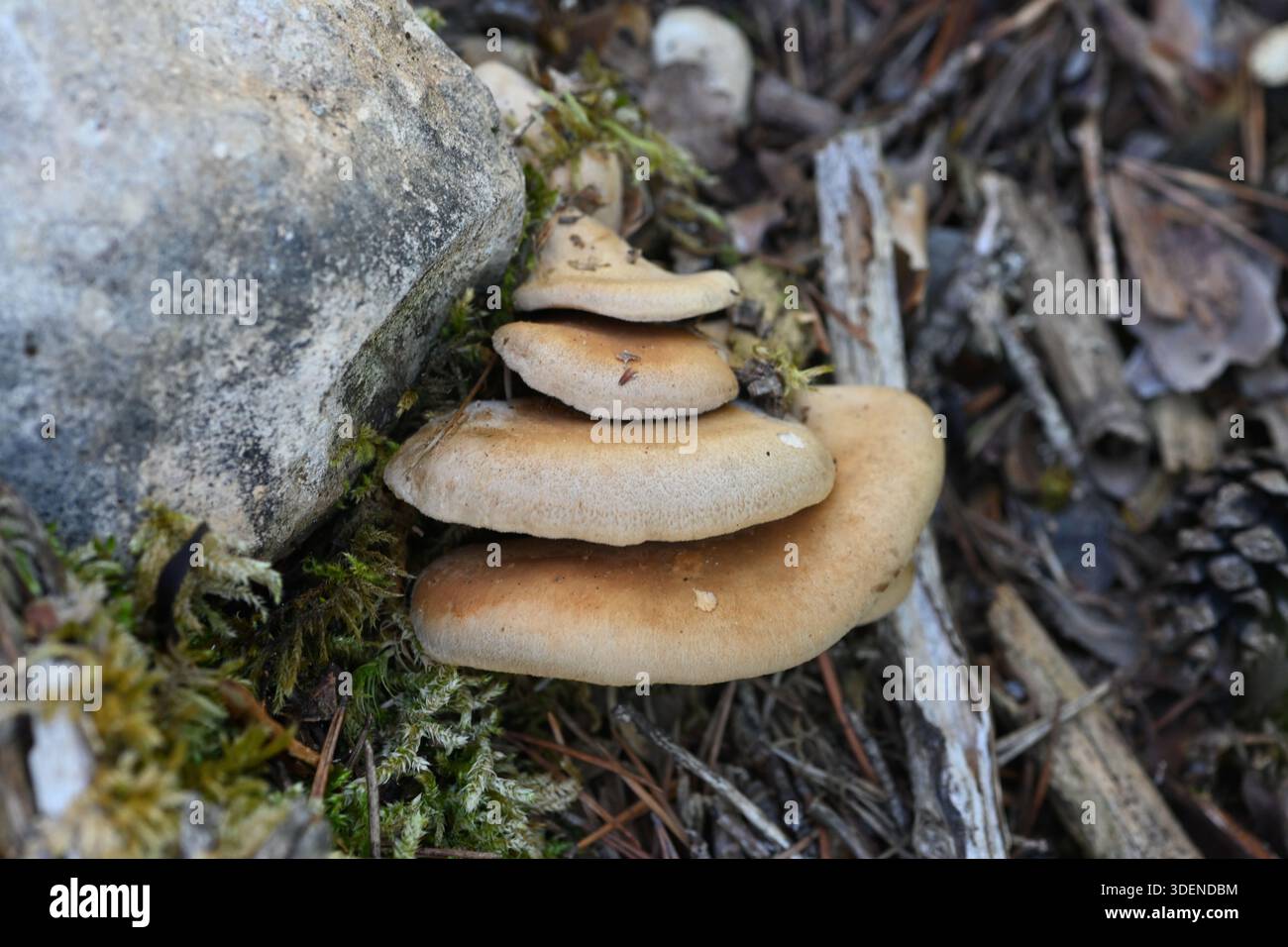Funghi di ostrica amara o fungo, Panellus stypticus, alias Astringent Panus, Luminescent Panellus o Stiptic Fungus Foto Stock