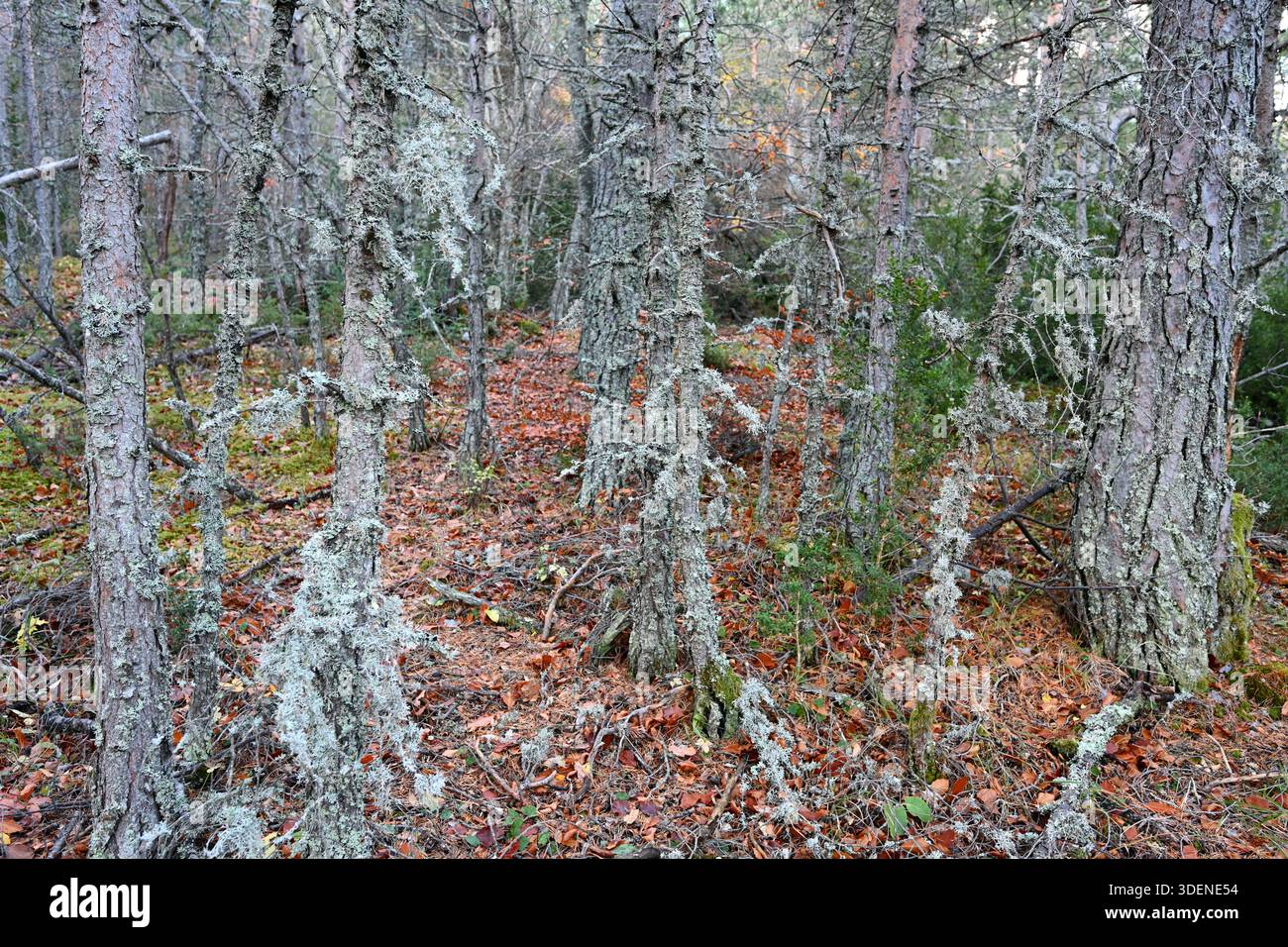 Old Pine Wood o Pine Trees che dormono e sono ricoperti di barba Lichen o barba Lichen, alias Beard Moss o Old Man's Beard, a Fructicose Lichen Foto Stock