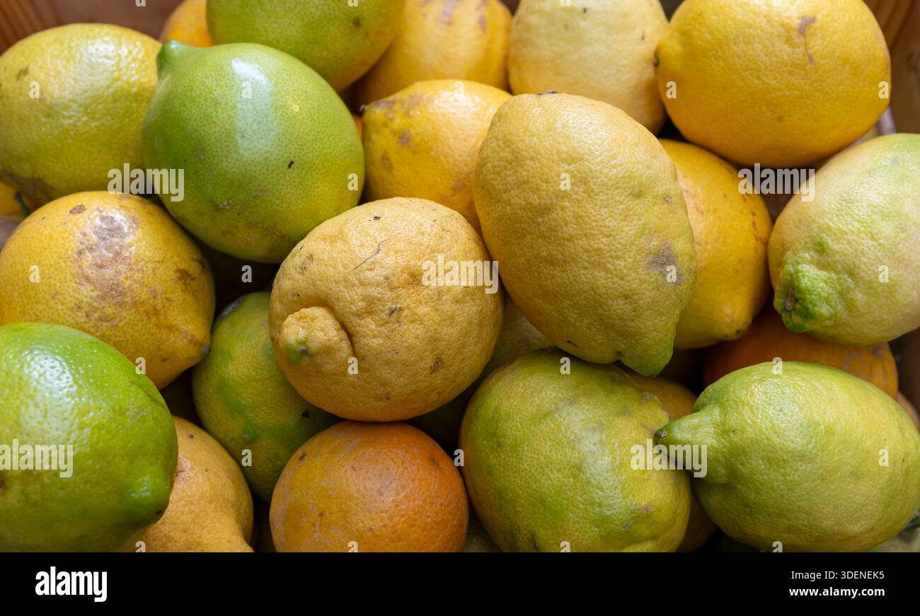 Limoni della Costiera Amalfitana in vendita in via Lorenzo D'Amalfi. Meno acidi li rendono eccellenti per piatti dolci e salati o per Granitas e Spritz. Foto Stock