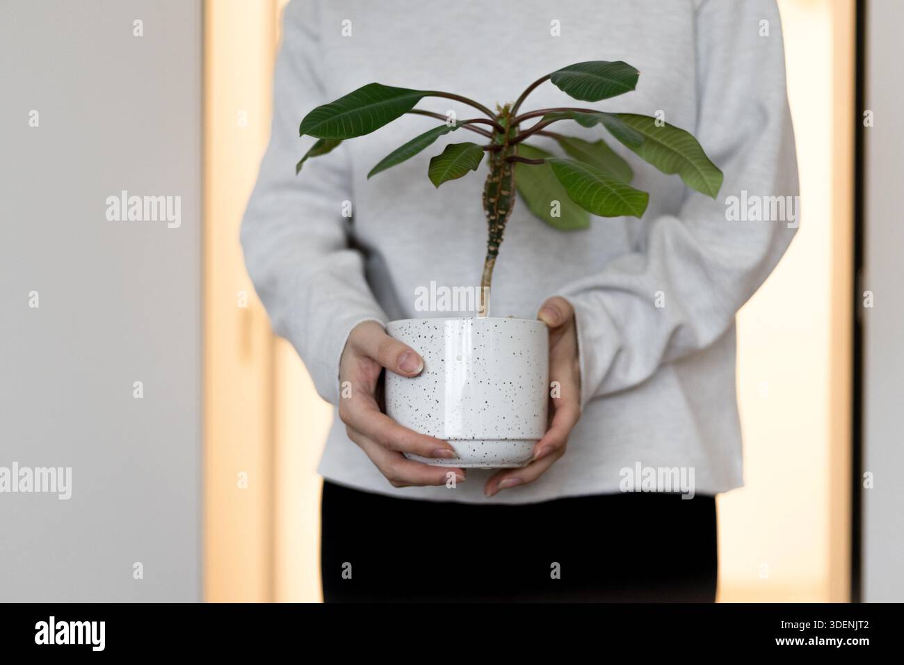 Donna che tiene una piccola pianta in vaso Foto Stock