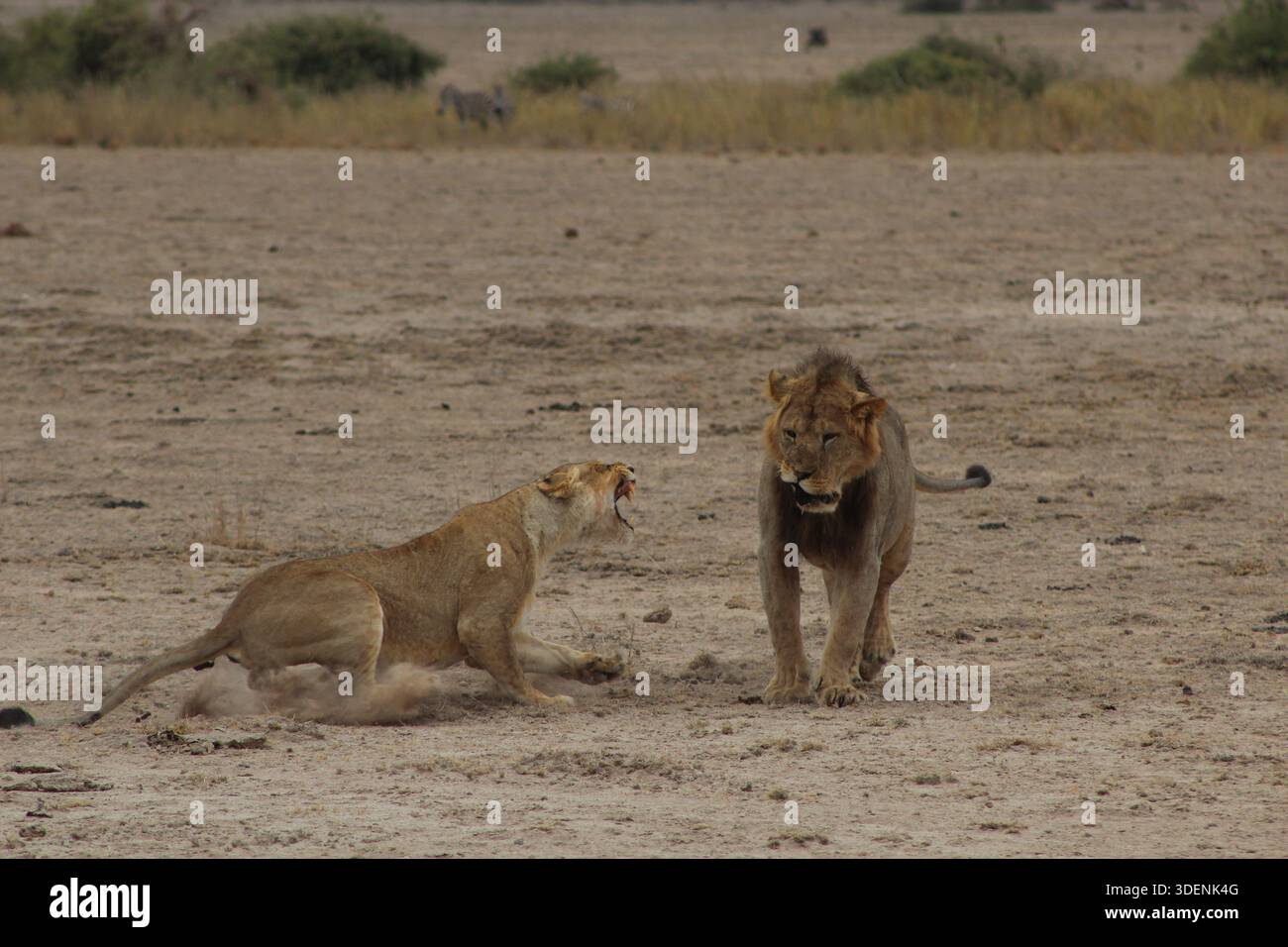 Leoni africani maschi e femmine che interagiscono in un ambiente asciutto di savana Foto Stock