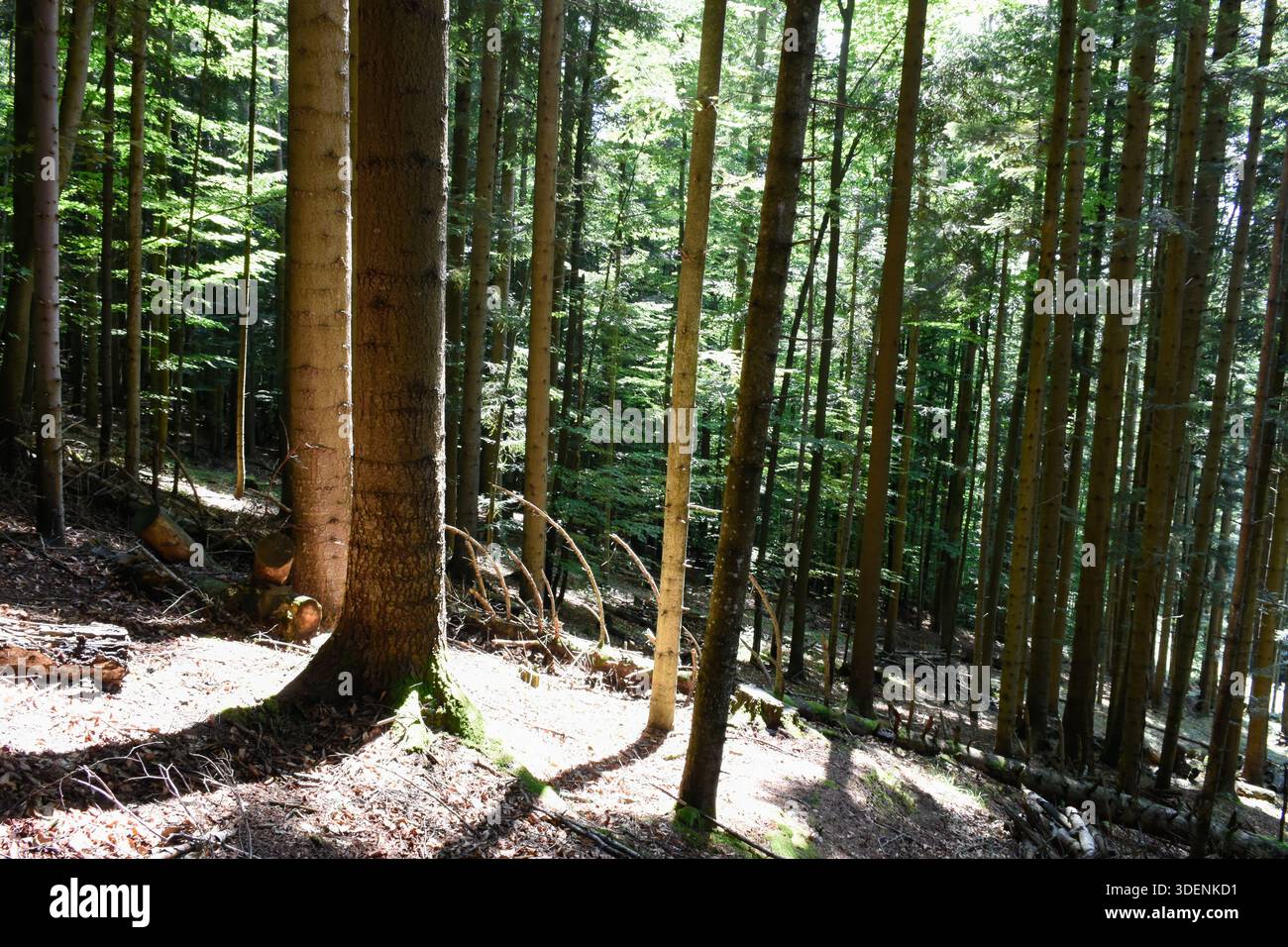 Ucraina, Carpazi. Pini nel verde della foresta, paesaggio estivo. Luce del sole, ombre a terra, giornata calda, natura selvaggia, grandi alberi, boschi. Foto Stock