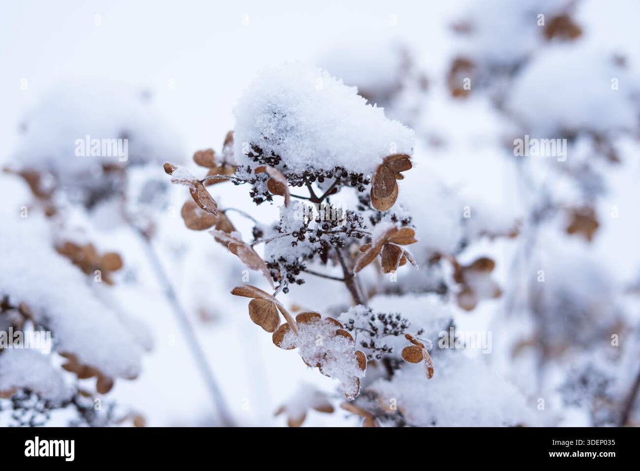 I fiori secchi marroni ricoperti da uno spesso strato di neve creano un contrasto sorprendente in un giardino d'inverno. Foto Stock