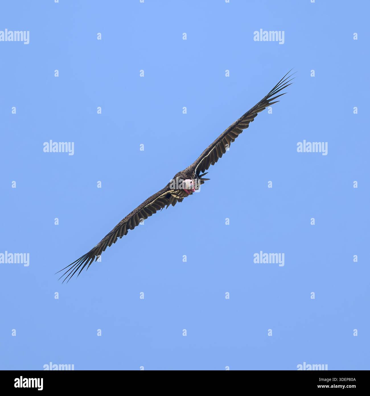 Avvoltoio a faccia lappata (Torgos tracheliotus) in volo nel Kgalagadi Transborder Park, Sudafrica. Foto Stock