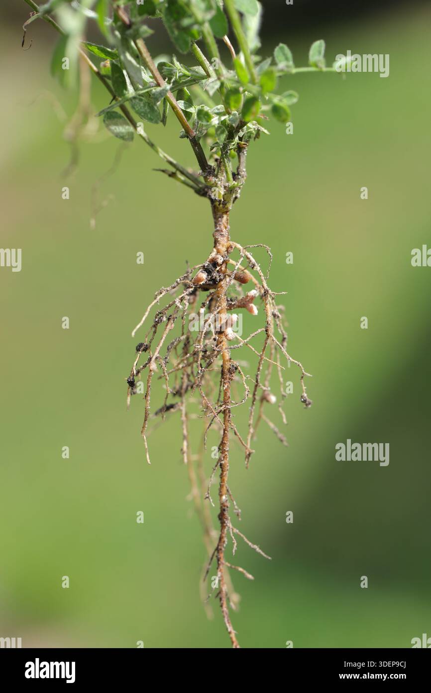 Noduli di radice sulle radici della veccia, Vicia. Batteri che fissano l'azoto atmosferico. Fertilizzazione delle piante. Foto Stock