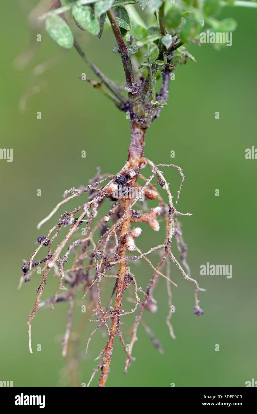 Noduli di radice sulle radici della veccia, Vicia. Batteri che fissano l'azoto atmosferico. Fertilizzazione delle piante. Foto Stock