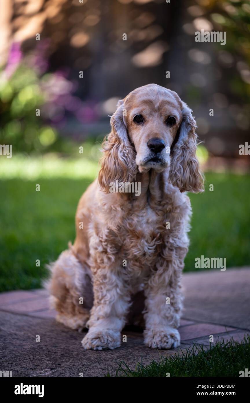 Simpatico cucciolo di spaniel cocker seduto in uno studio con sfondo bianco che mostra orecchie di floppy in morbida pelliccia ed espressioni delicate, ideale per l'anima di razza animale Foto Stock