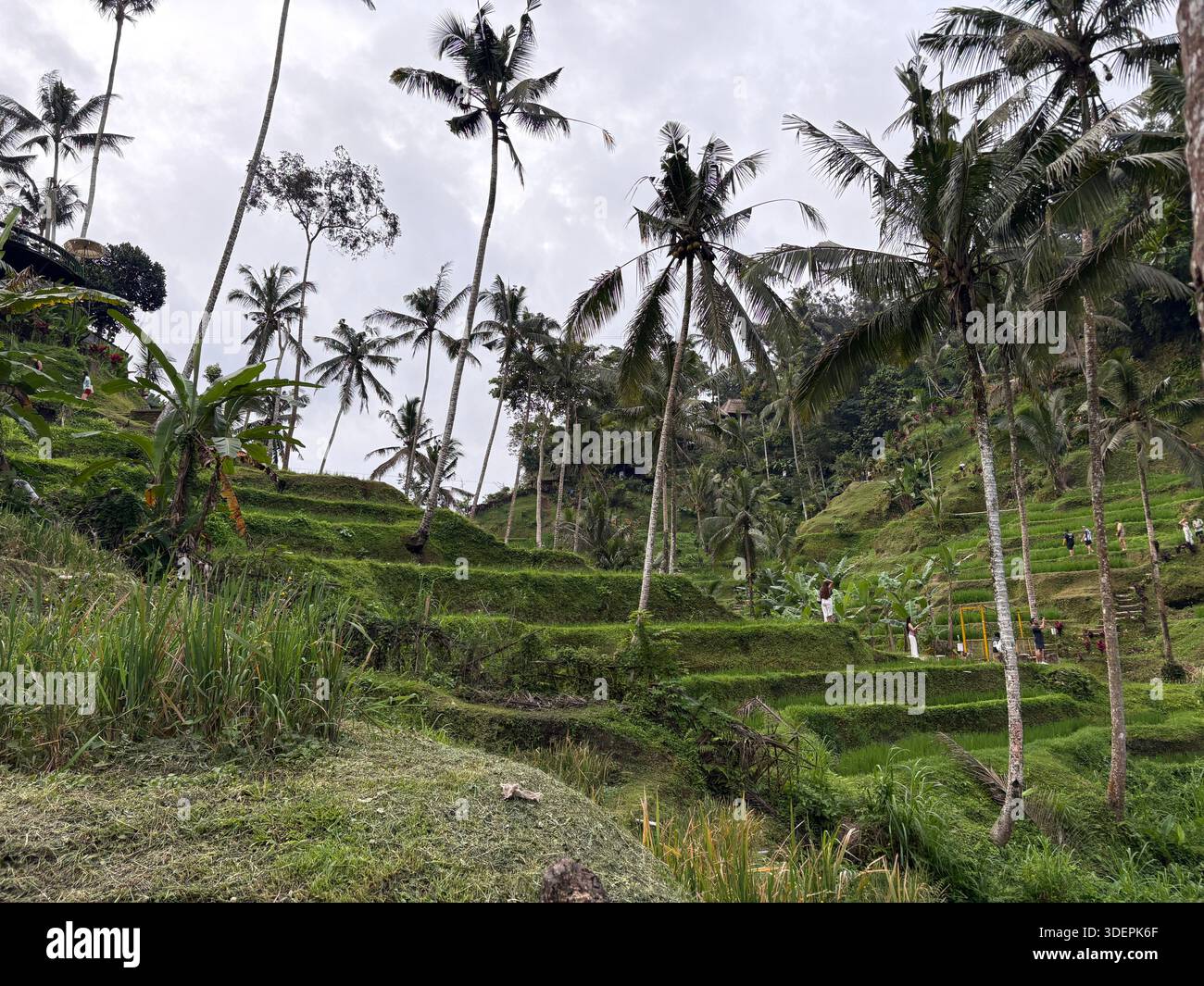 Lussureggiante risaia verde con vegetazione tropicale nel sud-est asiatico rurale - Immagine stock catturata con smartphone