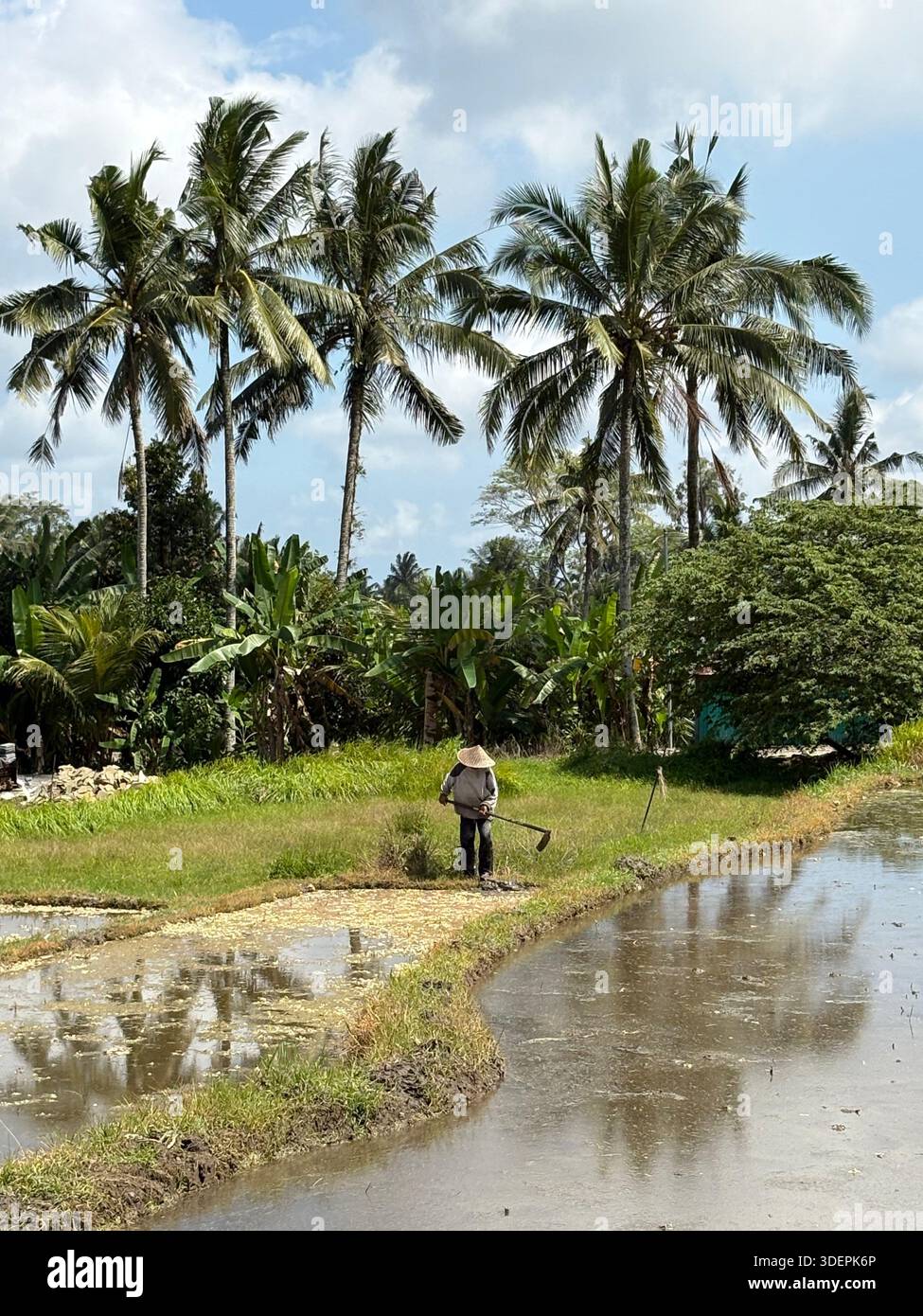 Lussureggiante risaia verde con vegetazione tropicale e casa tradizionale nel sud-est asiatico rurale - Immagine stock catturata con smartphone