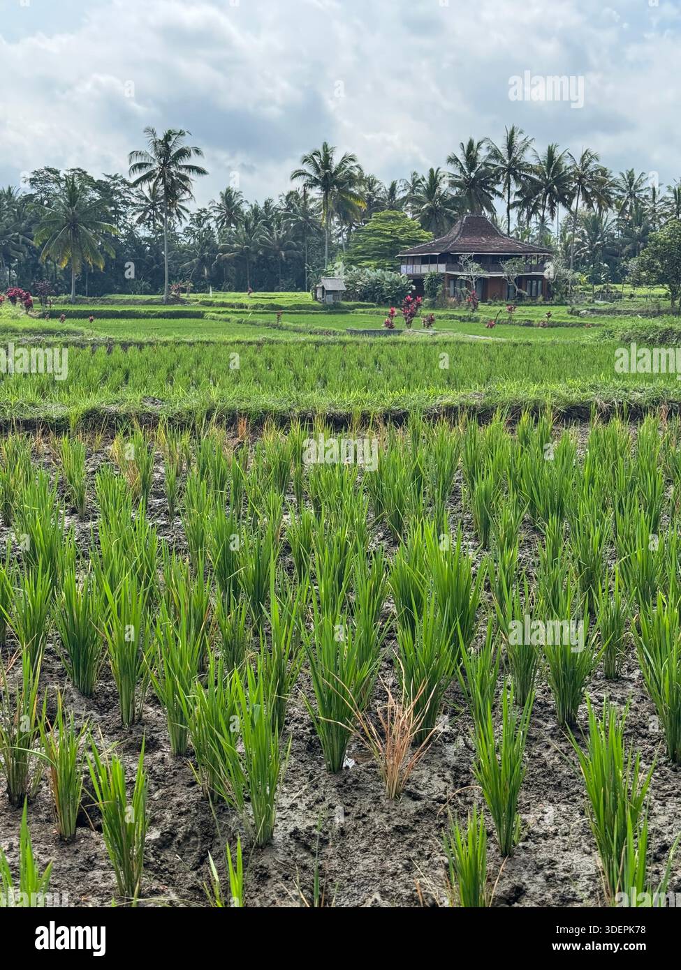 Lussureggiante risaia verde con vegetazione tropicale e casa tradizionale nel sud-est asiatico rurale - Immagine stock catturata con smartphone