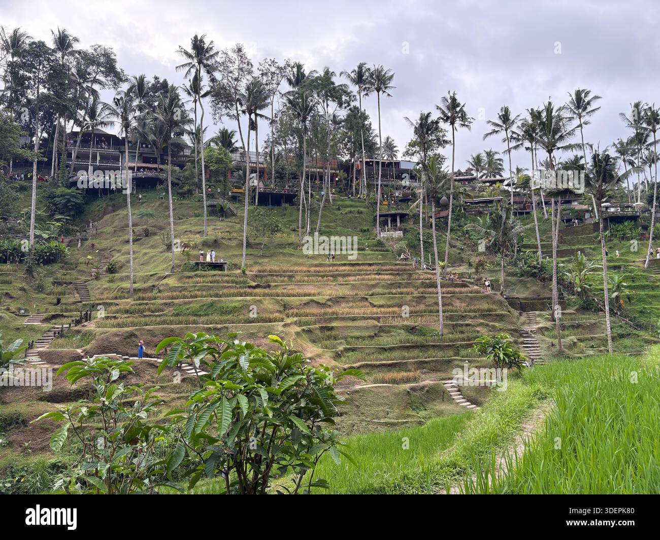 Lussureggiante risaia verde con vegetazione tropicale nel sud-est asiatico rurale - Immagine stock catturata con smartphone