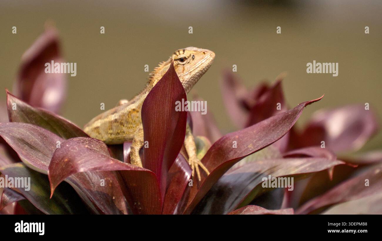 Una lucertola da giardino orientale (Calotes versicolor) si trova su una pianta con ampie foglie brune-rossastre, perfettamente mimetizzate nel suo ambiente naturale. Foto Stock