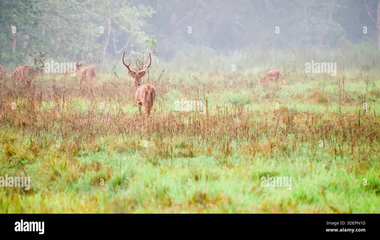 Un maestoso cervo chital (asse dell'asse) con palchi si erge all'erta in un prato nebbioso, circondato da alberi e altri cervi sullo sfondo. Foto Stock