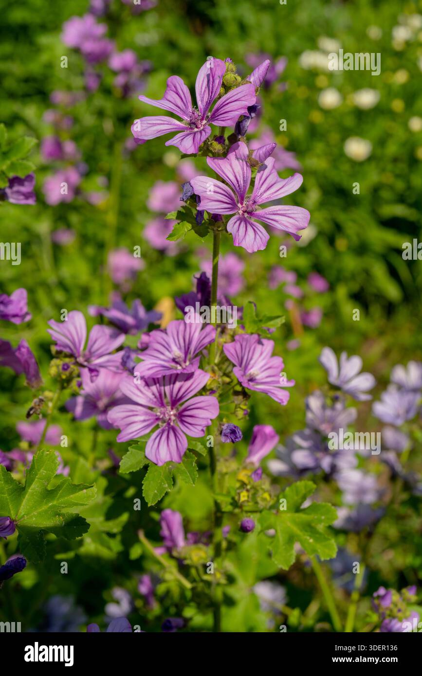 Fiore di mallow comune viola. Sfondo botanico floreale naturale. Foto Stock