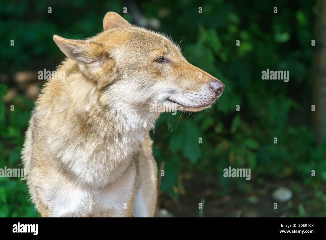 Bel lupo giovane. Animale selvaggio predatorio. Foto Stock