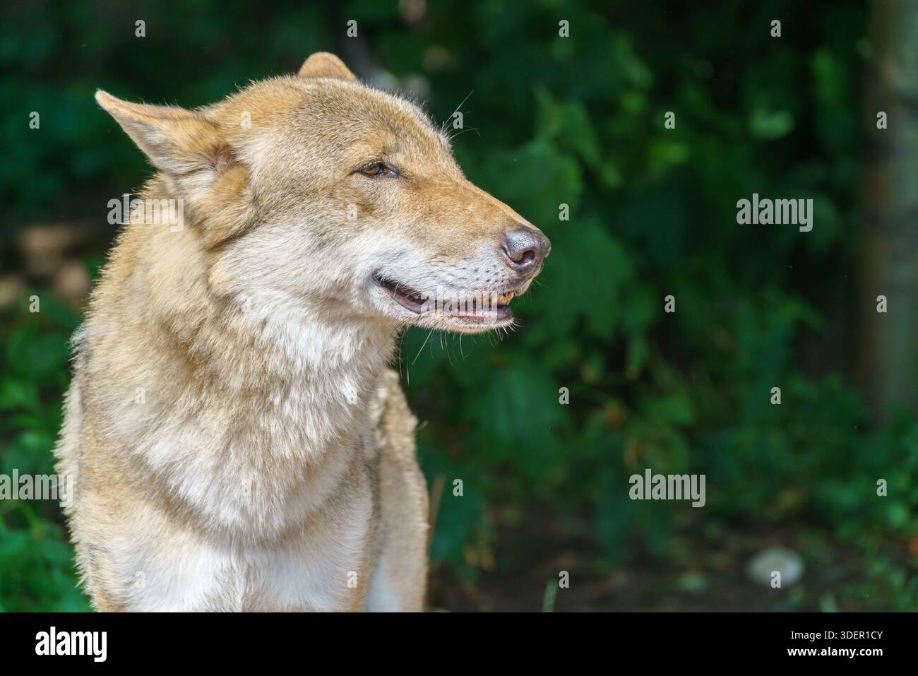 Bel lupo giovane. Animale selvaggio predatorio. Foto Stock