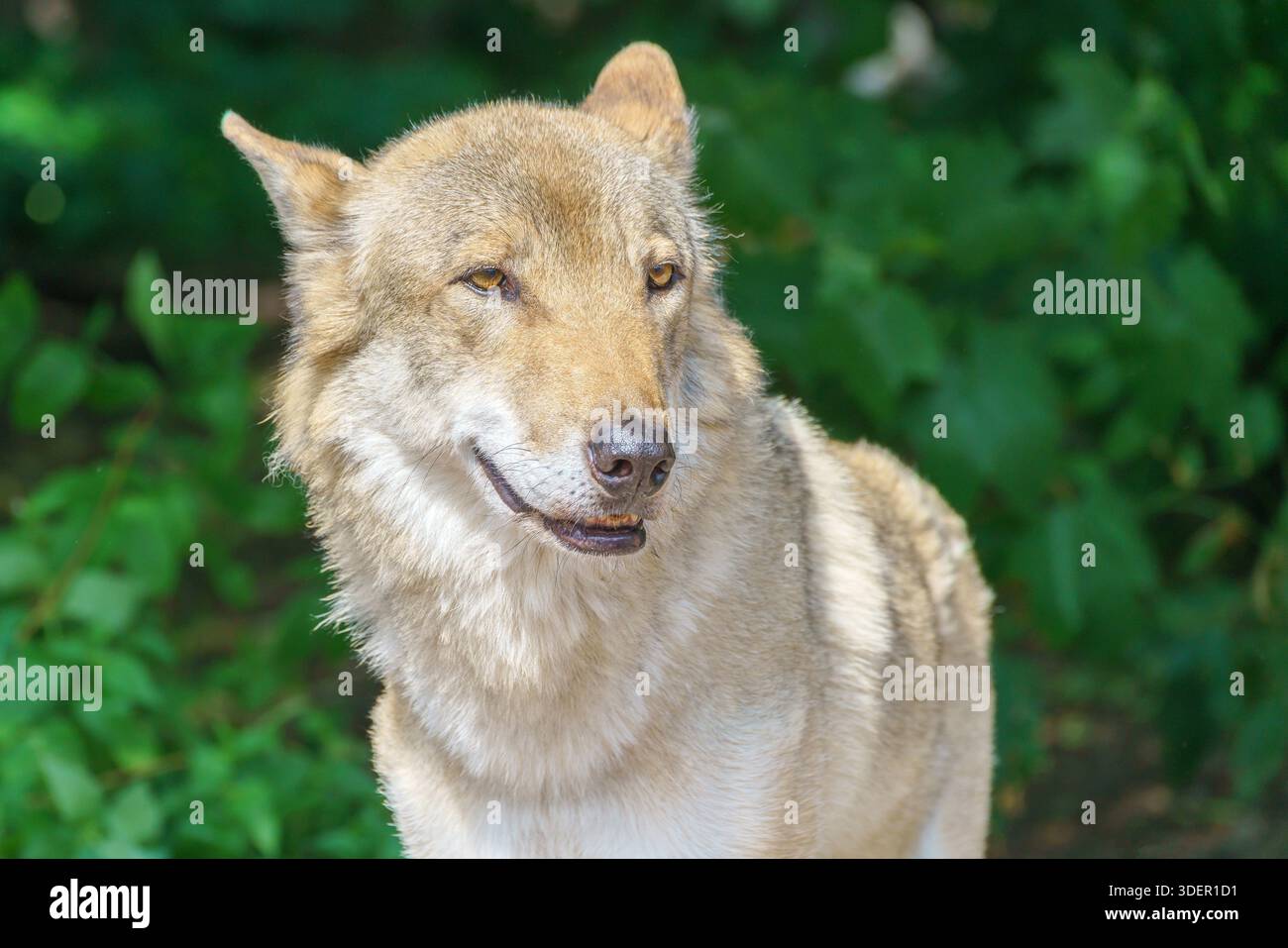 Bel lupo giovane. Animale selvaggio predatorio. Foto Stock