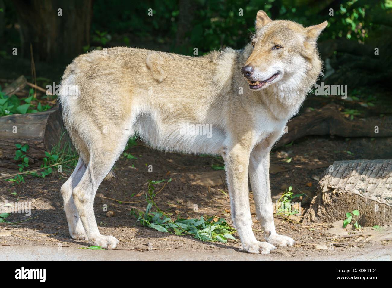 Bel lupo giovane. Animale selvaggio predatorio. Foto Stock