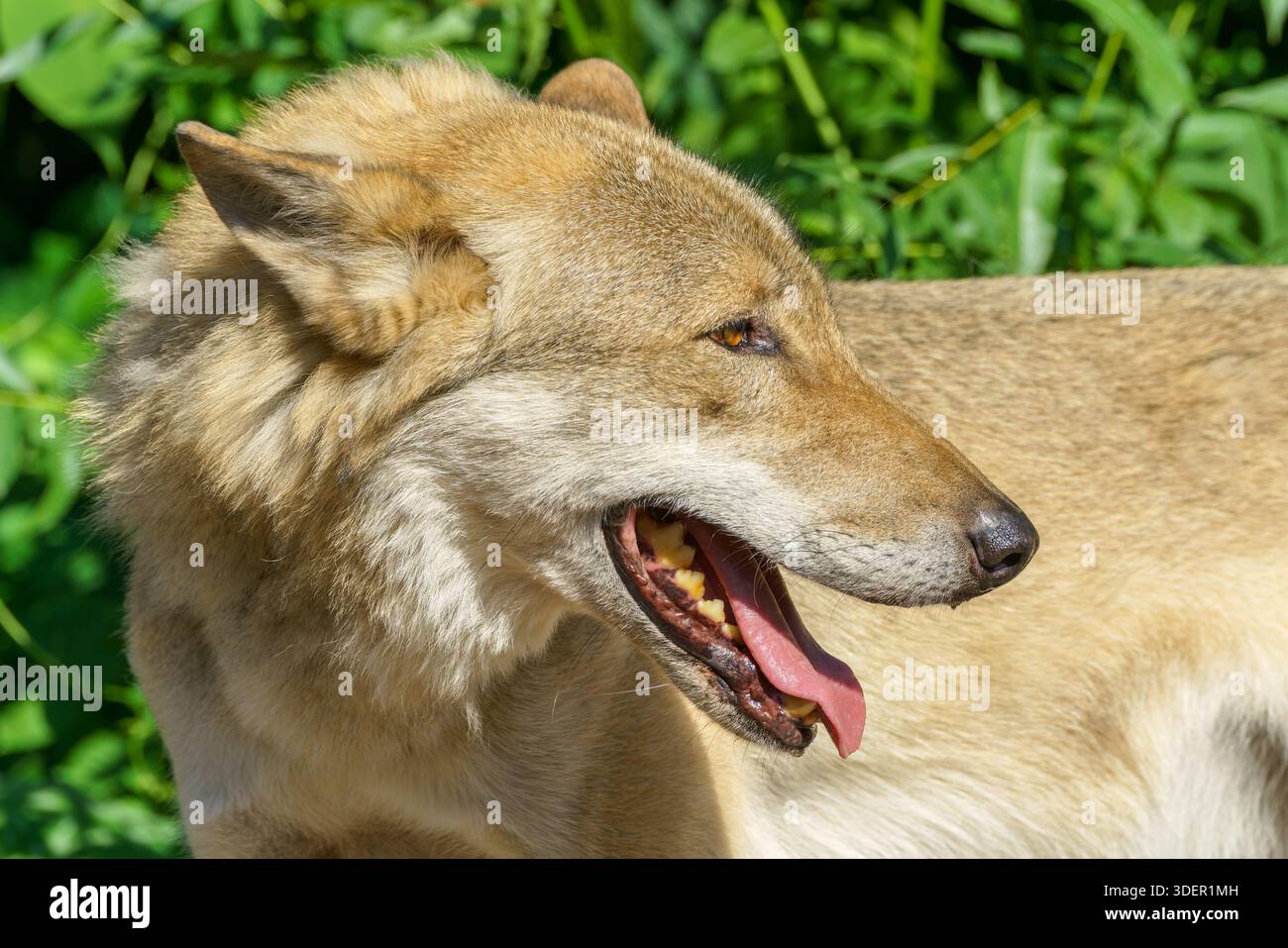 Bel lupo giovane. Animale selvaggio predatorio. Foto Stock