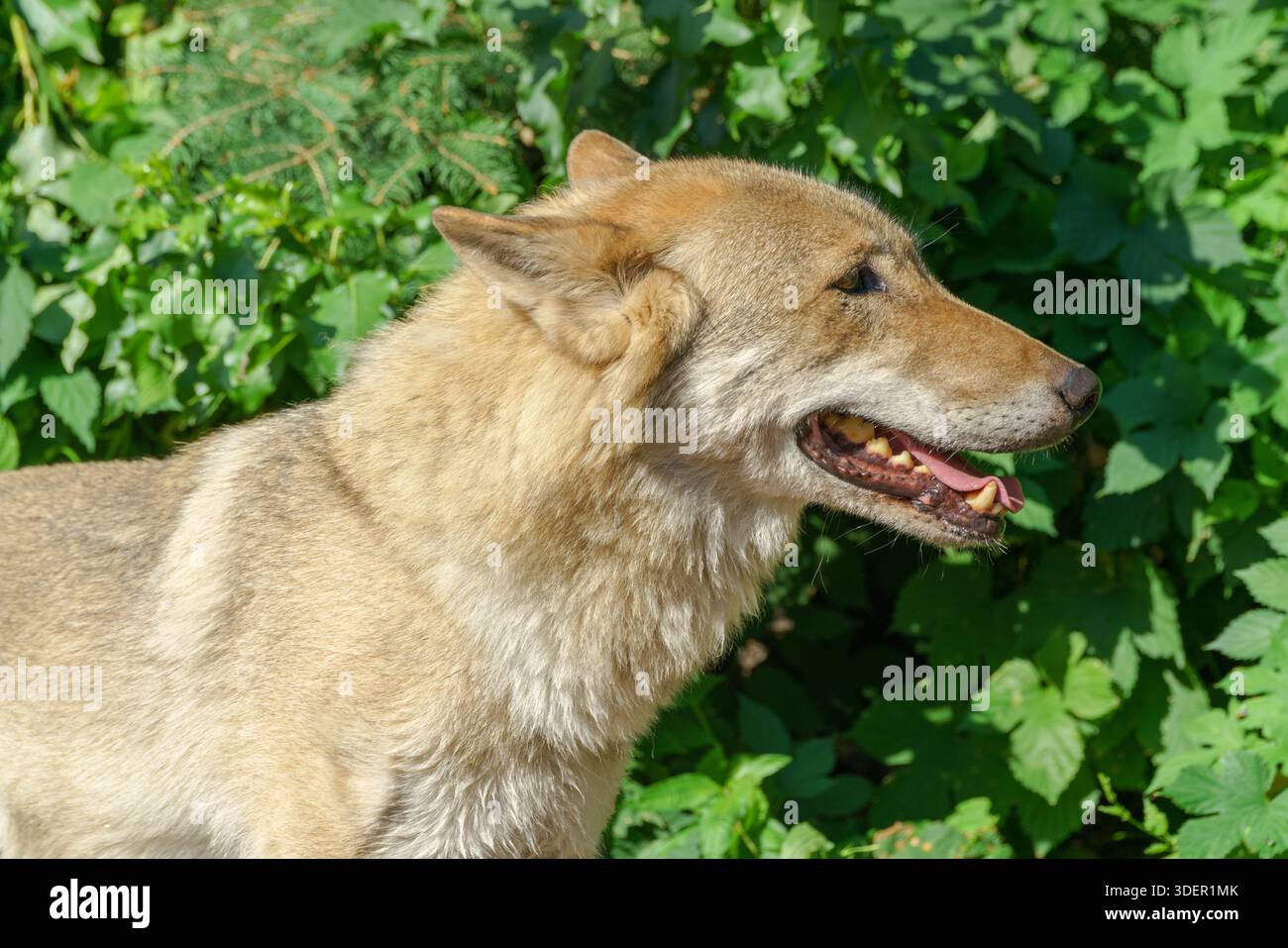 Bel lupo giovane. Animale selvaggio predatorio. Foto Stock
