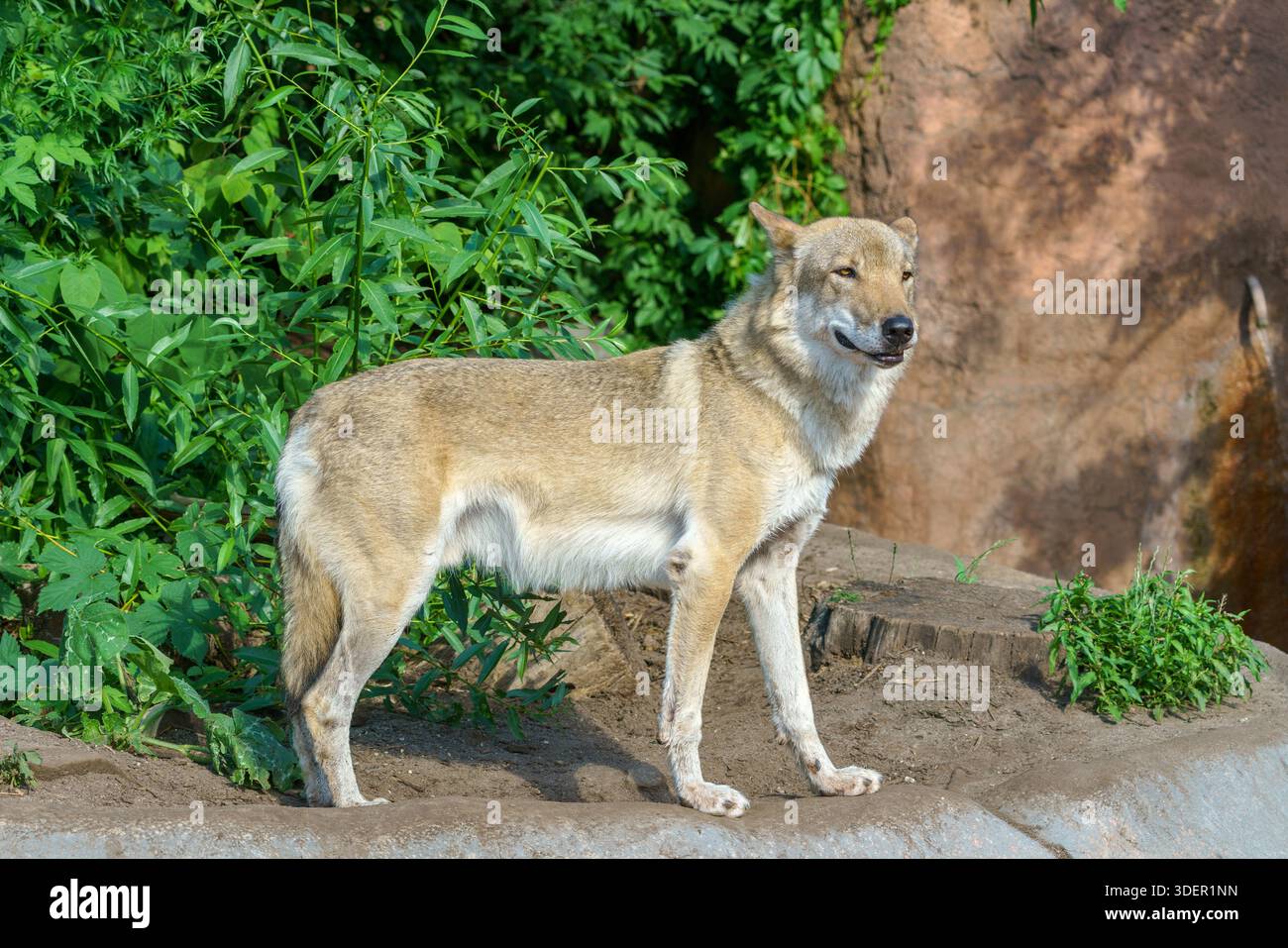 Bel lupo giovane. Animale selvaggio predatorio. Foto Stock