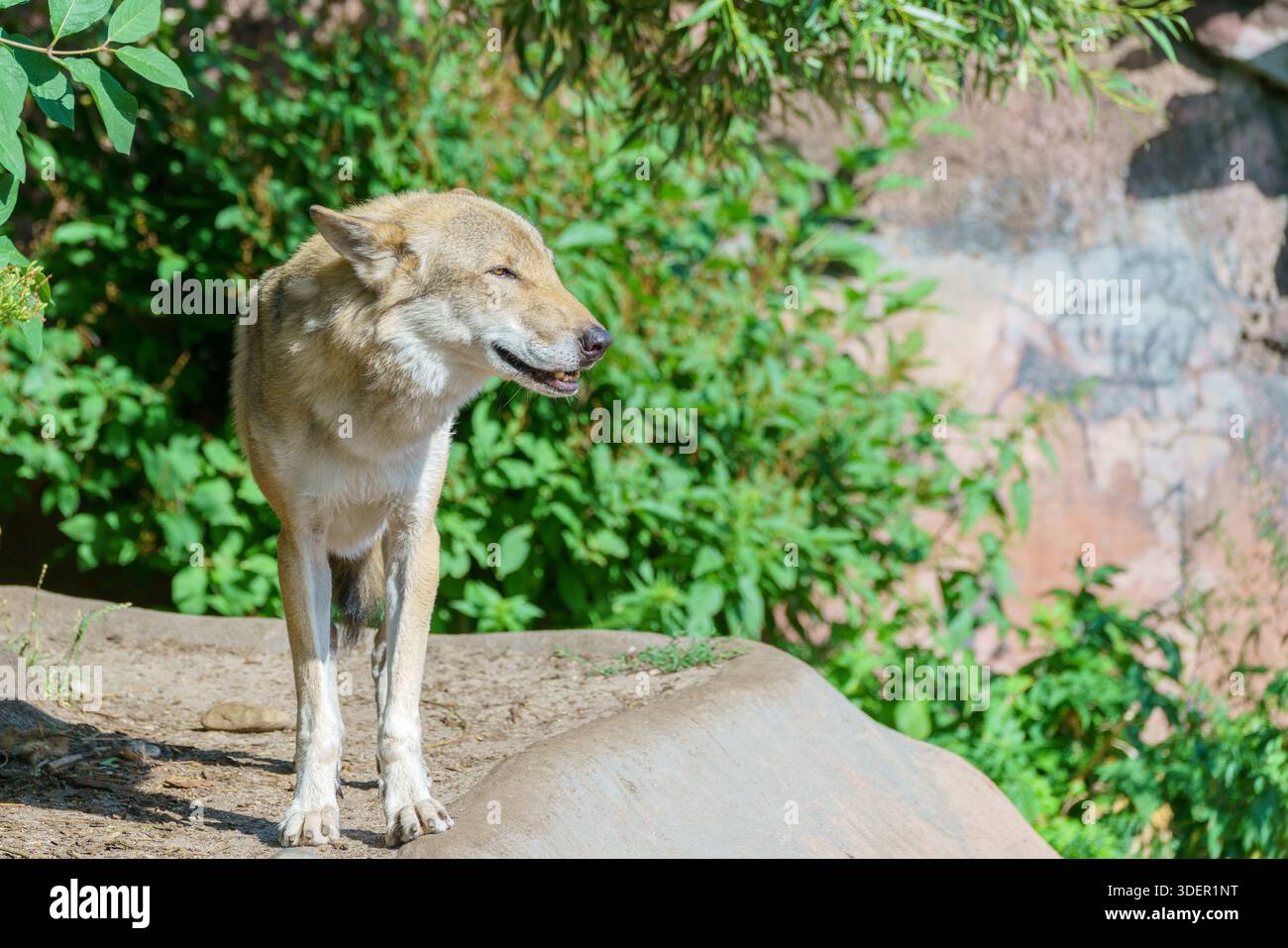 Bel lupo giovane. Animale selvaggio predatorio. Foto Stock