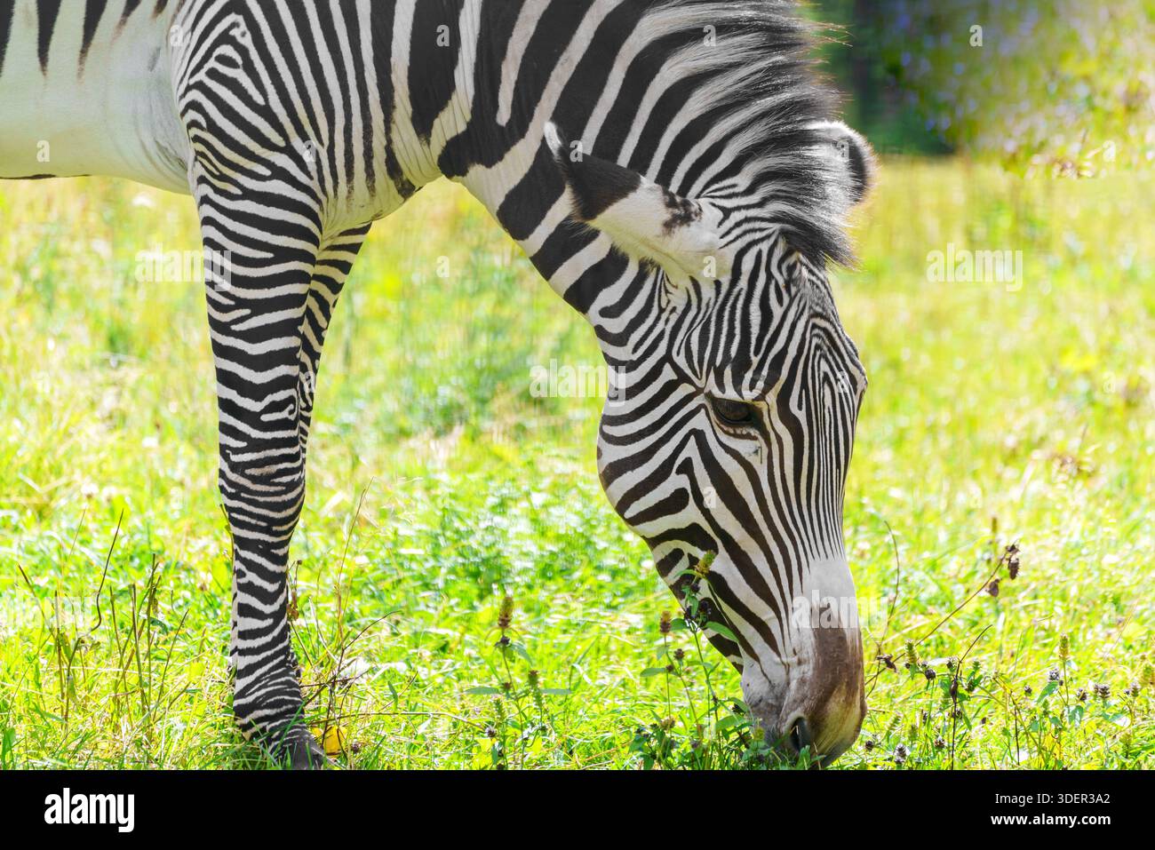 Zebra pascola nel prato. Animale selvatico in natura. Foto Stock