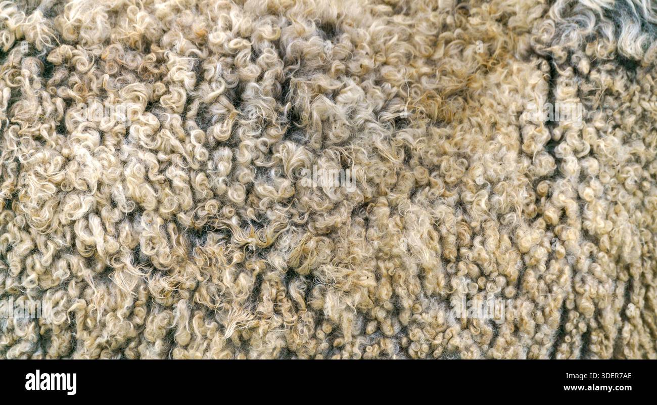 Lana di pecora. Pile d'oro - pelliccia di pecora. Foto Stock