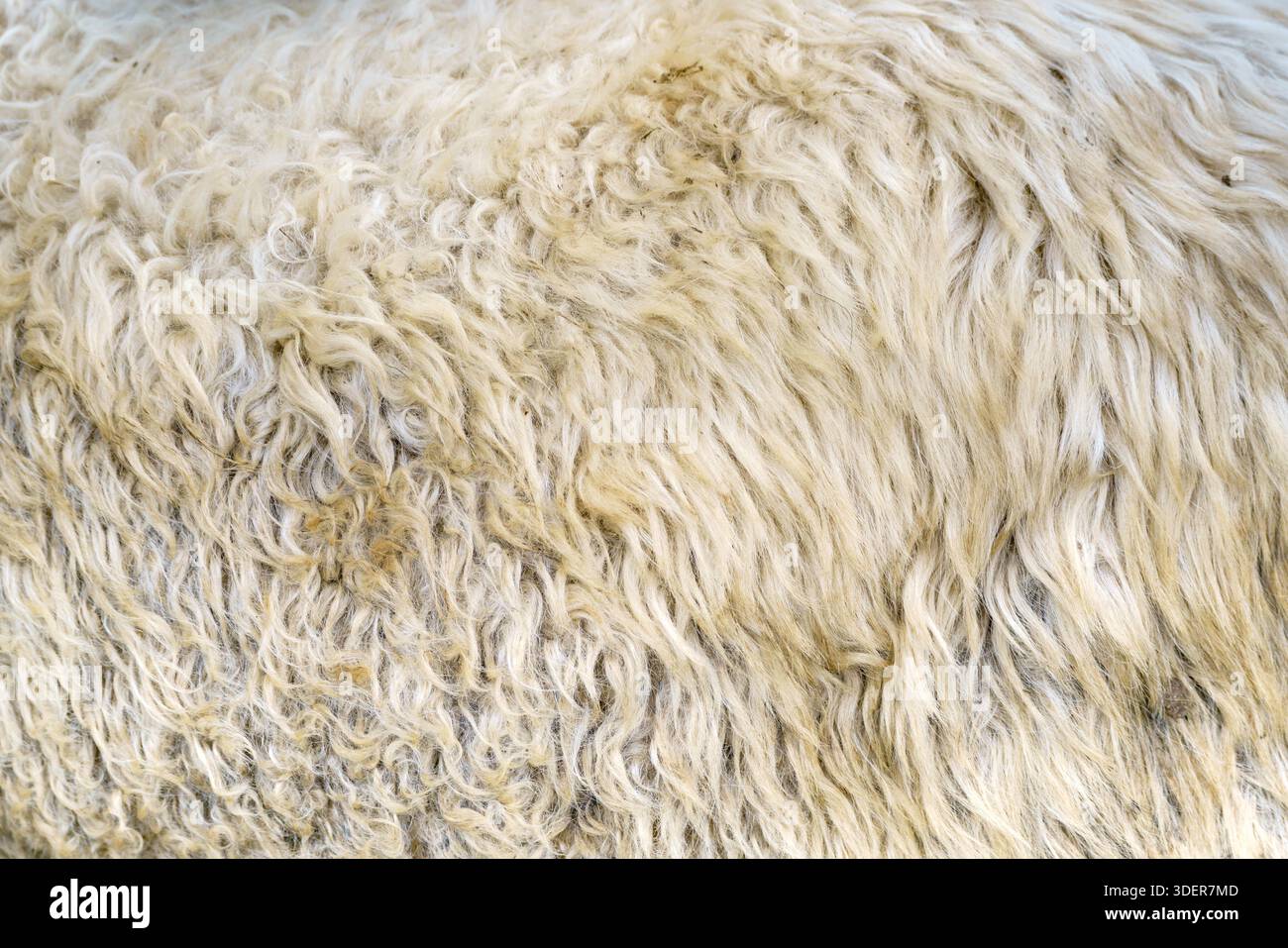 Lana di pecora. Pile d'oro - pelliccia di pecora. Foto Stock