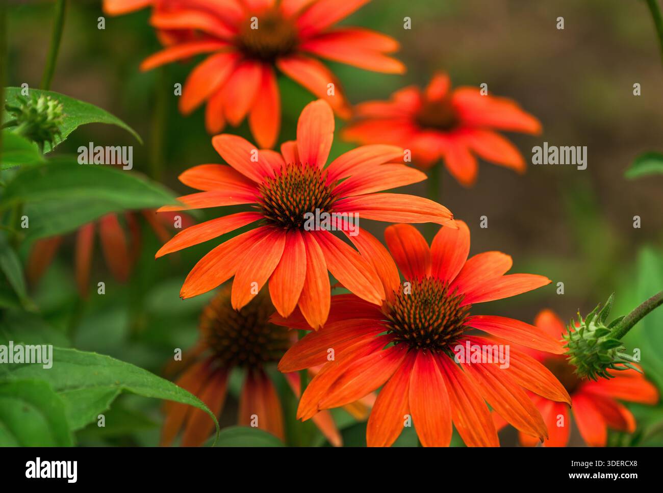 Un gruppo di fiori di Echinacea di colore arancione che crescono in un giardino. Foto Stock