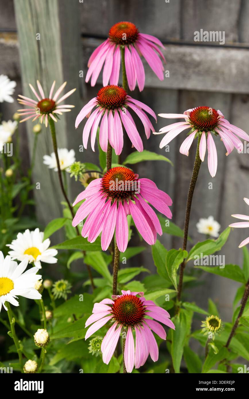 Fiori rosa estivi di margherite Shasta Foto Stock