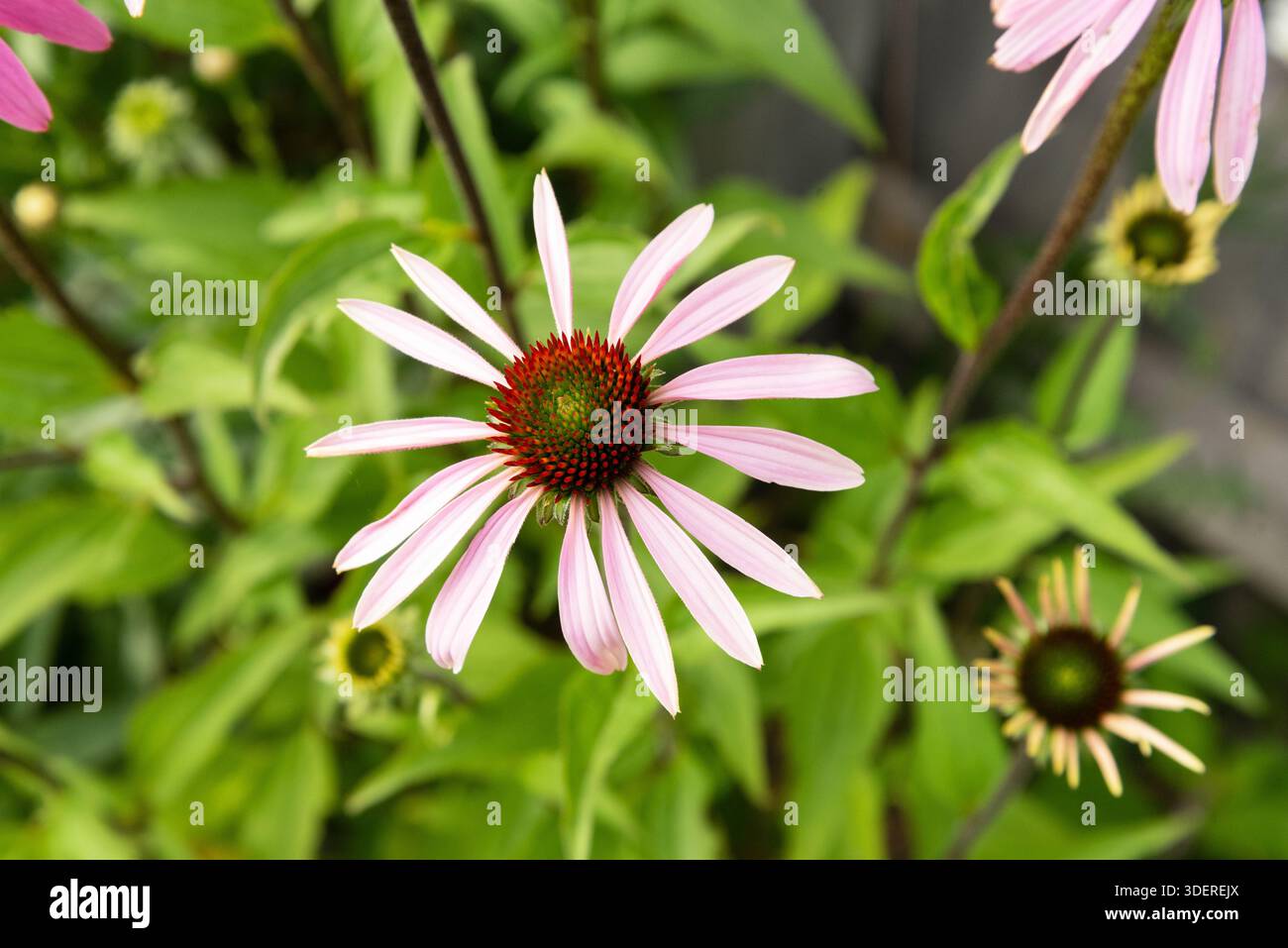 Fiori rosa estivi di margherite Shasta Foto Stock