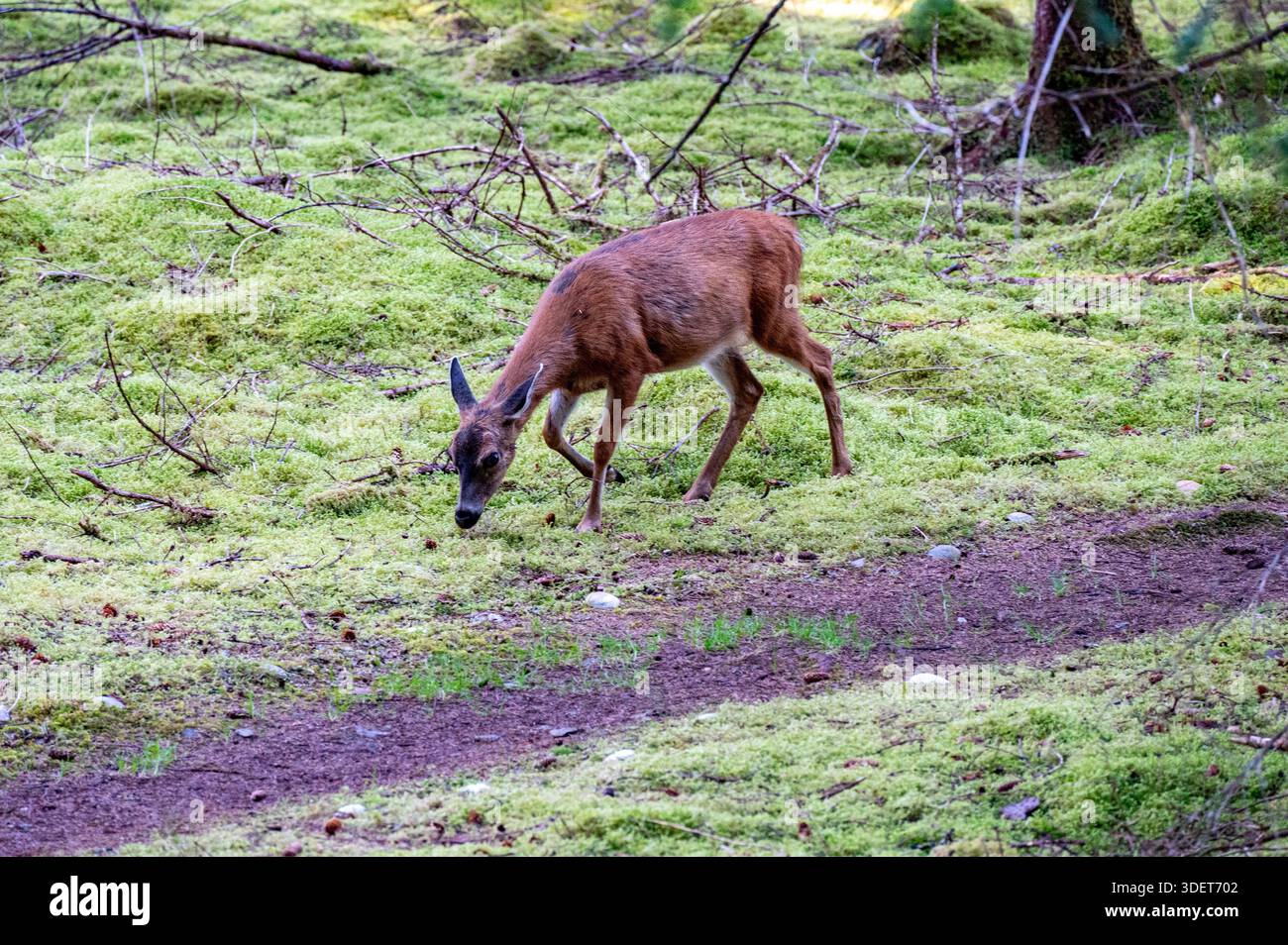 Sitka cervi dalla coda nera che si nutrono su un vibrante letto di muschio verde in un lussureggiante ambiente forestale. Foto Stock
